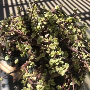 Meet your Posher, Rose